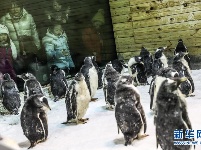 小企鹅上“幼儿园”