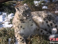 雪豹“傲雪”動(dòng)物園內(nèi)樂享冬日暖陽 