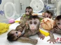 我国科学家创建世界首例生物节律紊乱体细胞克隆猴模型