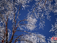 千余游客四川海螺溝賞冰雪美景