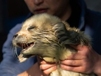 武汉东湖海洋世界首个海豹宝宝诞生