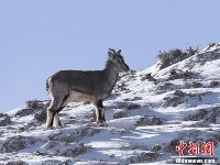 甘肃阿克塞百余只“岩壁精灵”雪中觅食