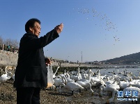 美丽的天鹅海湾