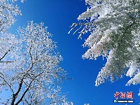 湖北现“林海雪原” 银装素裹风景如画