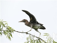 天鹅浮游黑鹳徜徉 朱湖湿地鸟类朋友圈越来越大