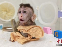 我国科学家创建世界首例生物节律紊乱体细胞克隆猴模型