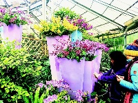 武汉植物园展出热带兰花