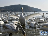 美丽的天鹅海湾