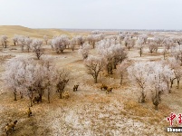 新疆尉犁县境内塔克拉玛干沙漠雪景美如画