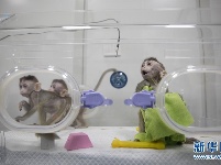 我国科学家创建世界首例生物节律紊乱体细胞克隆猴模型