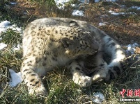 雪豹“傲雪”動(dòng)物園內(nèi)樂享冬日暖陽 