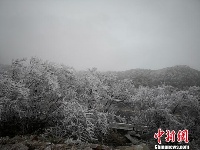 低温持续 广西大明山草木成冰现大规模雾凇