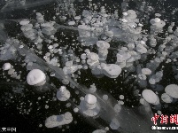 松花江冰层现白蘑菇状气泡
