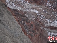 甘肃阿克塞百余只“岩壁精灵”雪中觅食