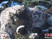 雪豹“傲雪”動(dòng)物園內(nèi)樂享冬日暖陽 