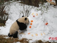 成都大熊猫基地为大熊猫专门造雪玩耍