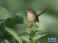 早有小鸟立枝头