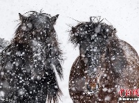 摄影师拍马勇敢面对暴风雪 张张令人心灵震颤