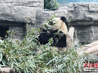  北京降雪气温下降 大熊猫室内卧倒避寒