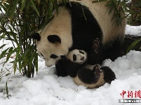 成都大熊猫基地为大熊猫专门造雪玩耍