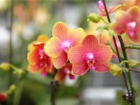 “台湾兰花”安家十堰,花开茅箭成一景!