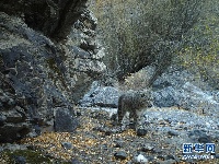 新疆：天山冬季雪豹调查取得阶段性成果