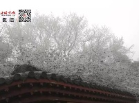 雪来了！十堰武当山一下美成了玄岳