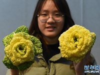 南京：“玫瑰白菜”面市