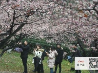 梅花怒放香满校园