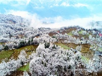 五峰现“冰晶森林”冬景 如梦如幻似童话世界