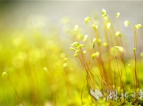 湖北秭归：苔藓植株春天里舞“芭蕾”