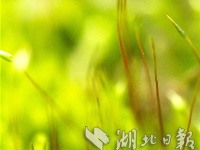 湖北秭归：苔藓植株春天里舞“芭蕾”