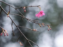 与梅花争艳！武大云南早樱悄然开放，赏樱季开启倒计时