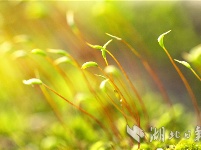 湖北秭归：苔藓植株春天里舞“芭蕾”