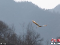 陕西商洛首次发现珍稀鸟类朱鹮