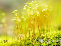 湖北秭归：苔藓植株春天里舞“芭蕾”