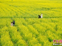 贵州兴义万峰林万亩油菜花竞相开放 