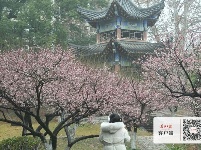 梅花怒放香满校园