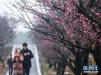万亩红梅迎春来 