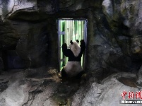  北京降雪气温下降 大熊猫室内卧倒避寒