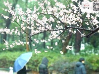 梅花怒放香满校园