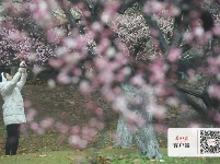 梅花怒放香满校园