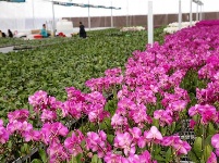 “台湾兰花”安家十堰,花开茅箭成一景!