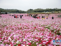 广西钦州：格桑花开迎客来