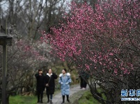 西溪湿地：早春时节 曲水寻梅