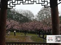 梅花怒放香满校园