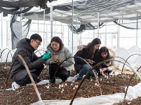 华农师生在冬闲田里栽培珍稀菌
