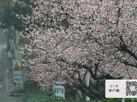 梅花怒放香满校园