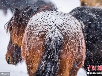 摄影师拍马勇敢面对暴风雪 张张令人心灵震颤