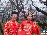 万亩红梅迎春来 